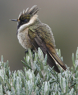 Bearded Helmetcrest.