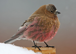 Brown-capped Rosy Finch.