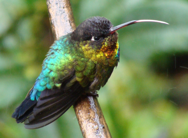 Fiery-throated Hummingbird.  Photo by Gina Nichol.