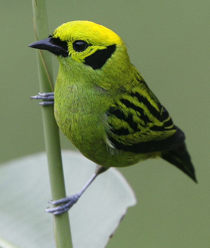 Emerald Tanager.  Photo by Steve Bird.