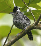 Barred Antshrike