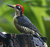 Black-cheeked Woodpecker