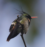 Black-crested Coquette