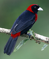 Crimson-collared Tanager