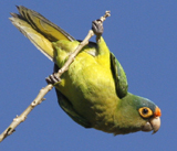 Orange-fronted Parakeet