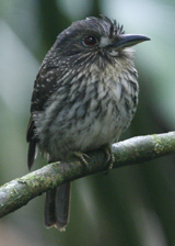 White-whiskered Puffbird