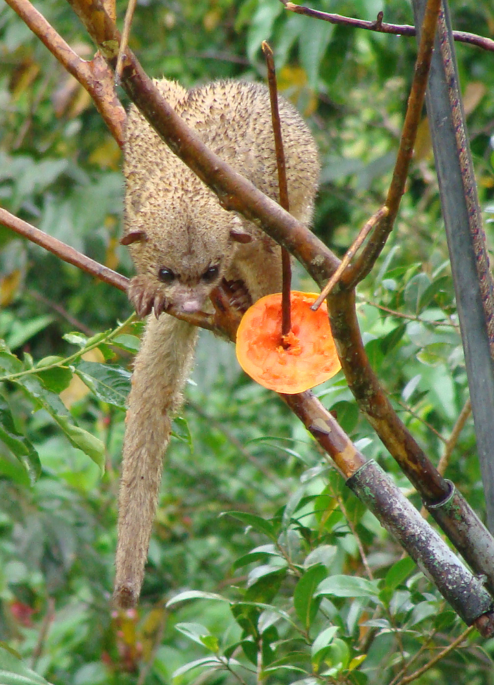 Kinkajou.  Photo by Gina Nichol.