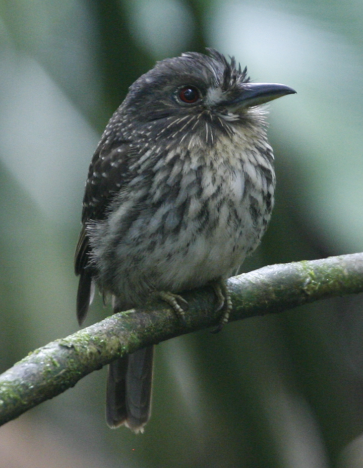 White-whiskered Puffbird.  Photo by Steve Bird.