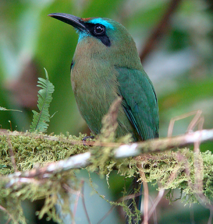 Keel-billed Motmot.  Photo by Gina Nichol.