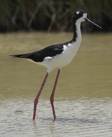 Hawaiian Stilt