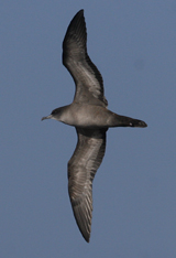 Wedge-tailed Shearwater