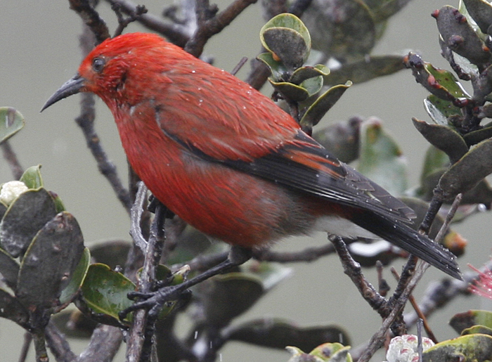 Apapane. Photo by Steve Bird.