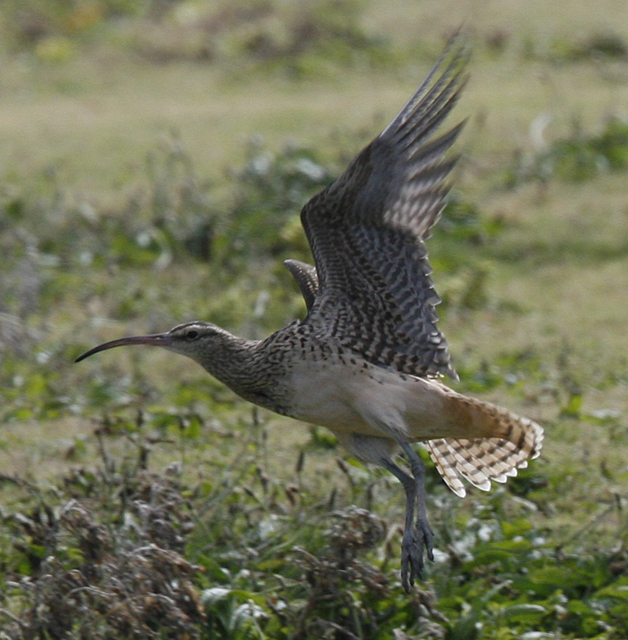 Bristle-thighed Curlew.  Photo by Steve Bird.