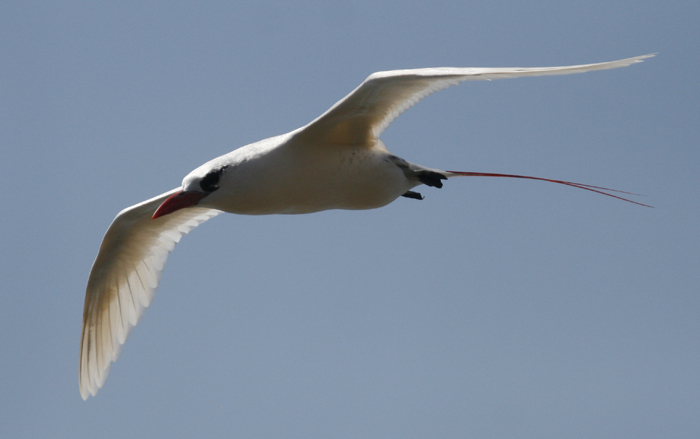 Red-tailed Tropicbird.  Photo by Steve Bird.