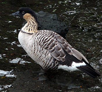 Nene.  Photo by Gina Nichol.