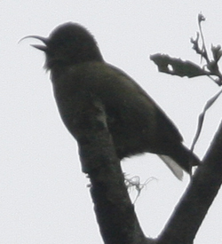 Akiapola’au. Photo by Steve Bird.