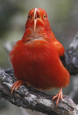 I'iwi.  Photo by Steve Bird.