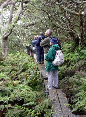 Walking in Waikamoi Reserve. Photo by Gina Nichol. 