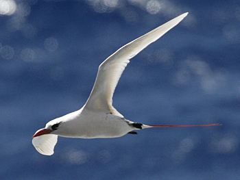 Red-tailed Tropicbird.  Photo by Steve Bird.