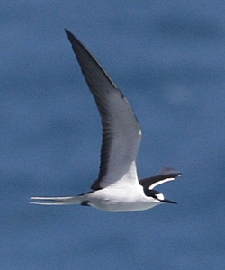 Sooty Tern.  Photo by Steve Bird.