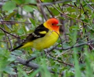 Western Tanager.