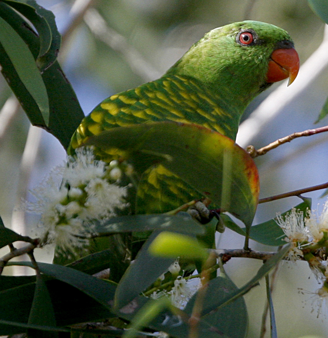 Scaly-breasted Lorikeet. Photo by Steve Bird.