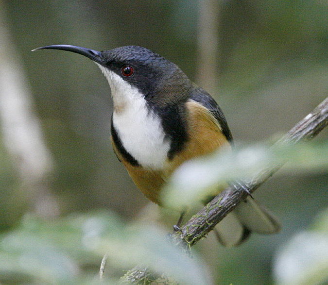 Eastern Spinebill