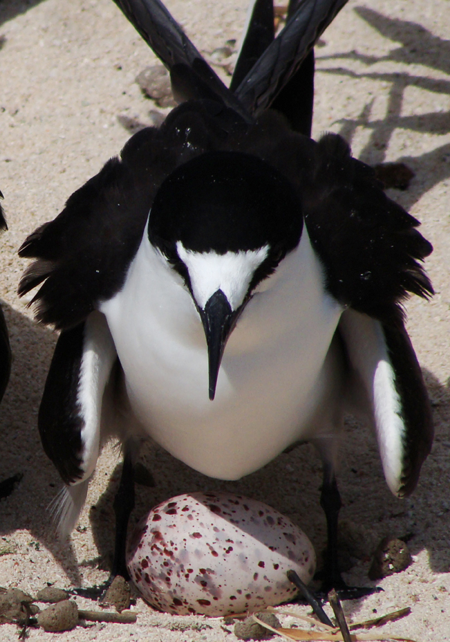 Sooty Tern