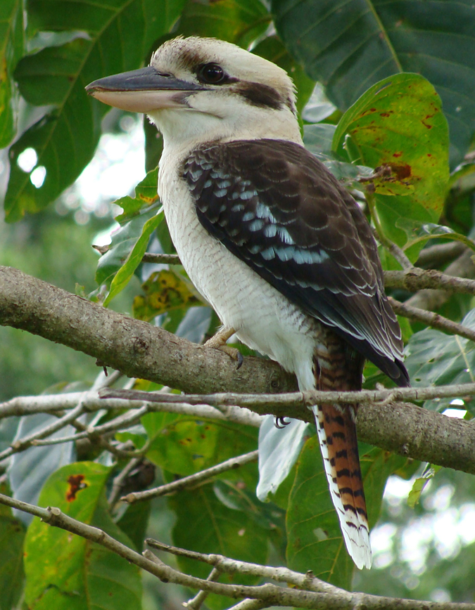 Laughing Kookaburra.