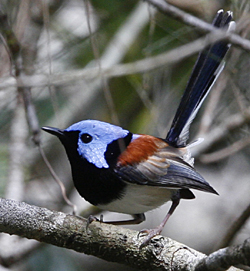 Lovely Fairywren. Photo by Steve Bird.