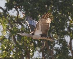 Australian Bustard. Photo by Steve Bird.