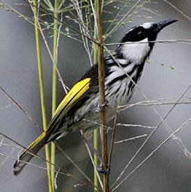 White-cheeked Honeyeater. Photo by Steve Bird.