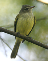 Rough-legged Tyrannulet