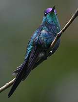 Violet-crowned Woodnymph