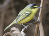 Yellow-lored Tody Flycatcher 