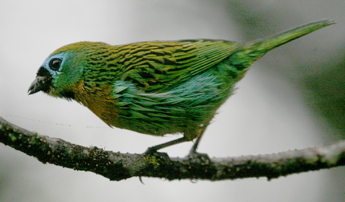 Brassy-breasted Tanager.