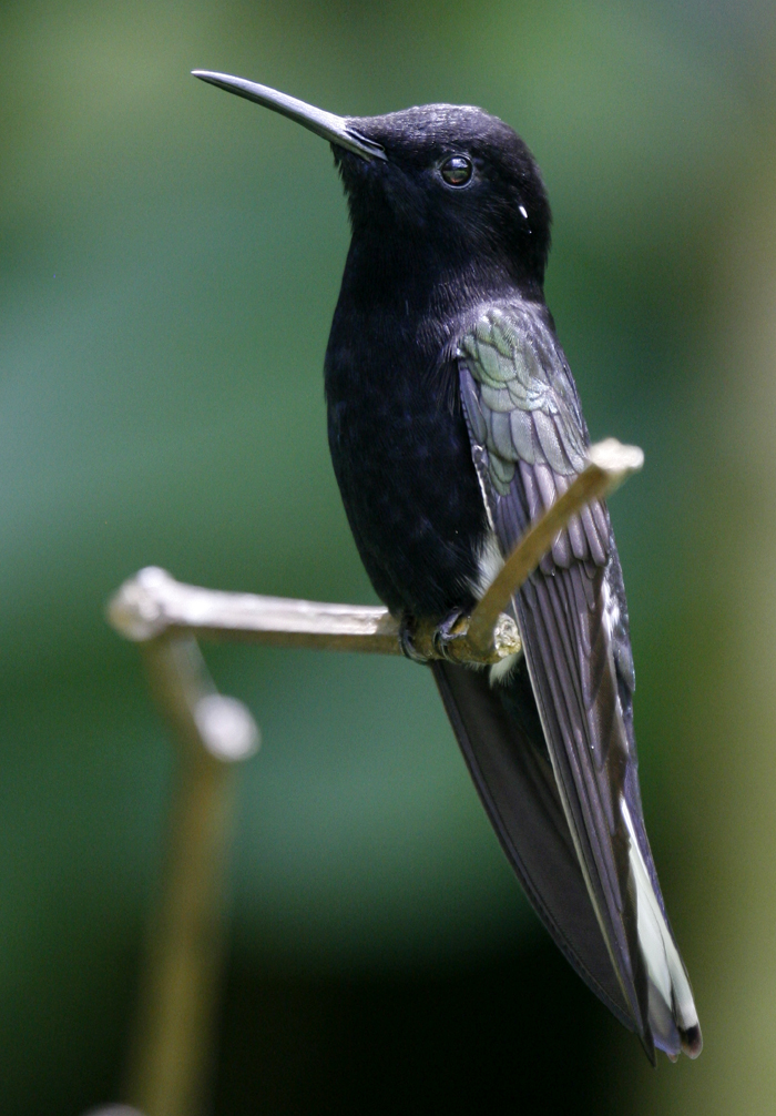 Black Jacobin