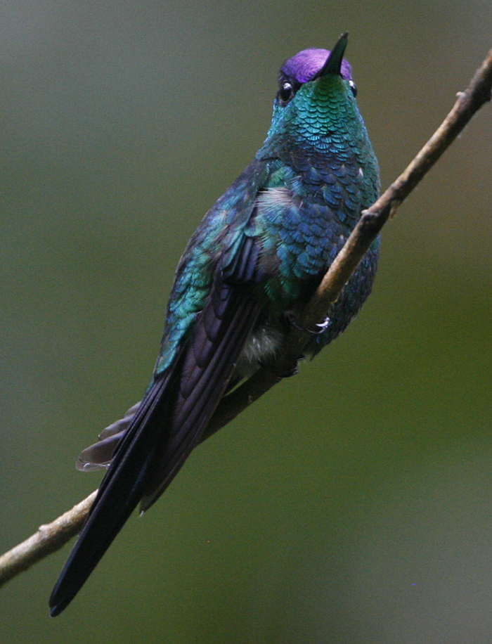 Violet-crowned Woodnymph