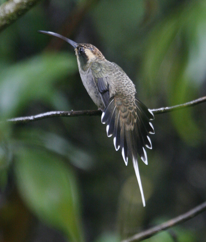 Scale-throated Hermit