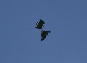 Crowned Eagles. Photo by Steve Bird. 