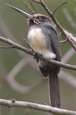 Three-toed Jacamar. Photo by Steve Bird.