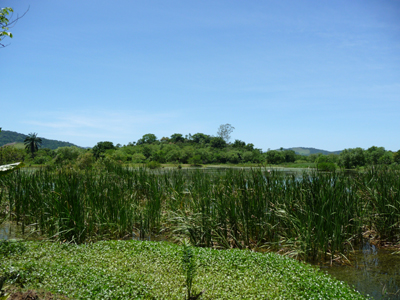 Marsh at Regua. Photo by Gina Nichol.