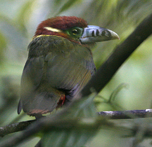 Spot-billed Toucanet. Photo by Steve Bird.