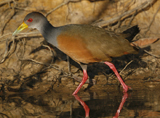 Gray-necked Wood Rail