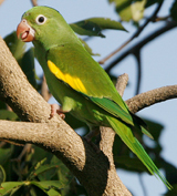 Yellow-chevroned Parakeet 