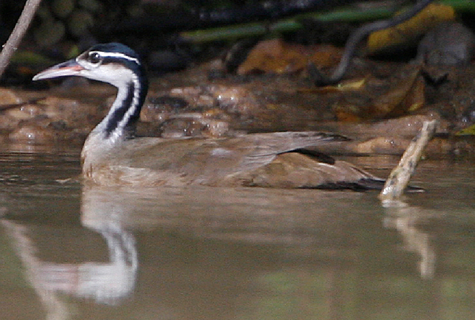 Sungrebe Photo by Steve Bird.