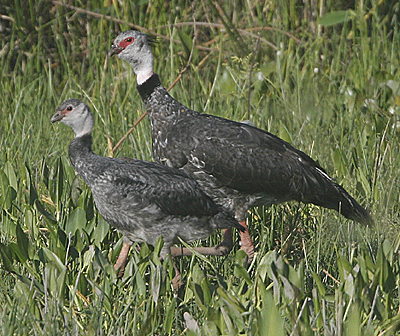 Southern Screamers. Photo by Steve Bird. 