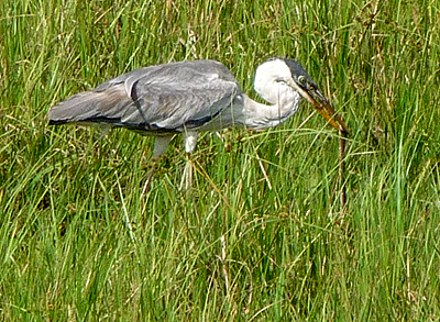 Cocoi Heron with snake. Photo by Gina Nichol.