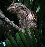 Papuan Frogmouth