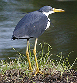 Pied Heron